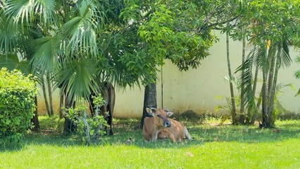 deer in the forest
