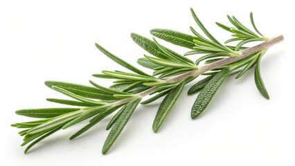 Fototapeta premium rosemary, plant, herb, isolated, leaf, food, spice, fresh, ingredient, nature, white, branch, herbal,