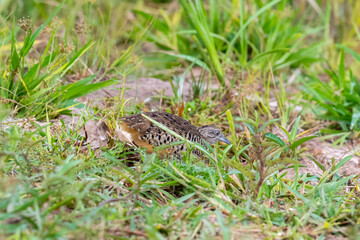 The upper body is reddish brown with scattered yellow-brown stripes. The face and upper breast are reddish-brown mixed with orange. The neck and belly are flesh-brown with brown horizontal stripes.