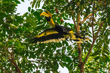 The bill and large hump are yellow. The face is black. The throat is white or yellowish-white. The...