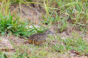 The upper body is reddish brown with scattered yellow-brown stripes. The face and upper breast are reddish-brown mixed with orange. The neck and belly are flesh-brown with brown horizontal stripes.