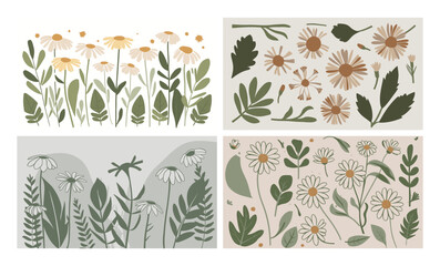 A field of daisies and green leaves isolated on a white background in spring