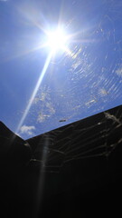 Dandelion seeds stuck in a spider web against a sunny blue sky with cloud