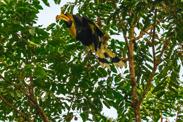 The bill and large hump are yellow. The face is black. The throat is white or yellowish-white. The...