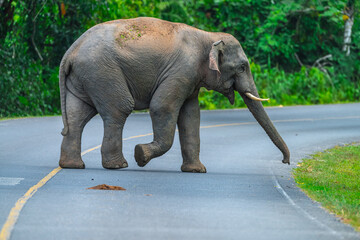 Elephants are large mammals and are the largest land animals. Wild elephants eat plants. They are big, have a small head, big legs, and have a trunk that reaches to the ground. That trunk is the nose.