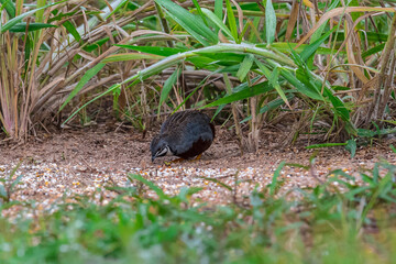Forehead, eyebrows, sides of neck, body is blue-gray. Neck is black with a short white stripe running from the lower corner of the mouth and surrounded by a white stripe.