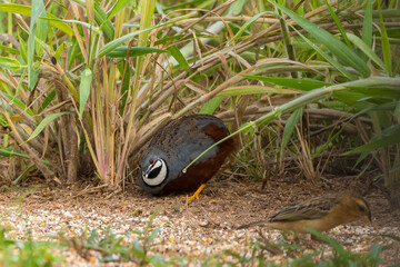 Forehead, eyebrows, sides of neck, body is blue-gray. Neck is black with a short white stripe running from the lower corner of the mouth and surrounded by a white stripe.
