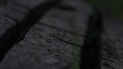 ants on a stump