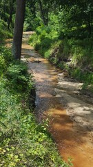Fototapeta premium A narrow forest river flowing through green vegetation and trees with clear sandy banks