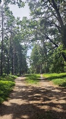 Fototapeta premium A sunny forest road splitting into two paths surrounded by tall green trees and lush vegetation