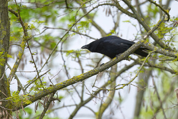Crow on a bare tree, crow stretched forward and crowing, raven on a leafless tree, bright blue sky,...
