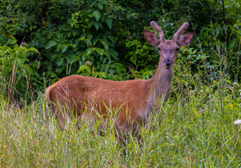 A young male deer looking from the grass