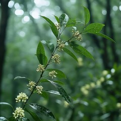 Fototapeta premium Lush Greenery and Delicate Flowers in a Misty Forest Environment