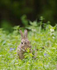 grazing wild rabbit on the meadow, wild rabbit between blades of grass on the wildflower meadow...
