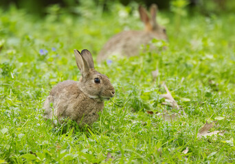 wild rabbit between blades of grass on the wildflower meadow vertically, focus on rear brown rabbit, Oryctolagus cuniculus on edge, grazing wild rabbit on the meadow