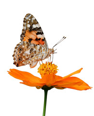 butterfly isolated on white transparent background 