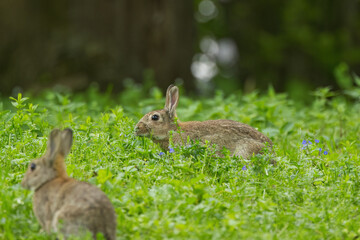 grazing wild rabbits on the meadow, wild rabbits between blades of grass on the wild flower meadow, focus on rear brown rabbit, Oryctolagus cuniculus