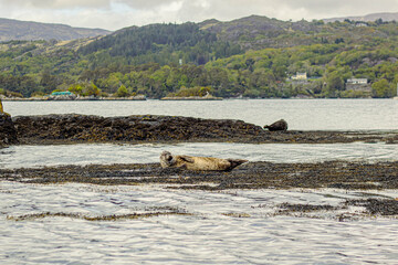 Seals lie on rocks near Garnish Island, Ireland, with mountains and trees and houses in the...