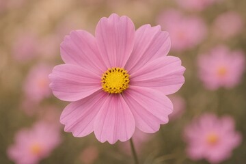 Amidst a sea of pink, this single cosmos flower stands out, its vibrant yellow center drawing the eye