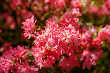 Beautiful pink rhododendrons bloom in the garden in the close-up shot