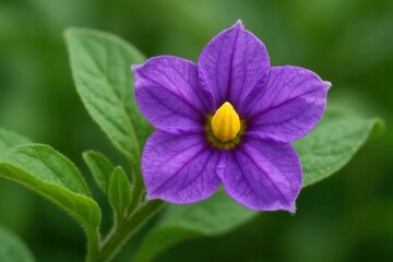 A solitary purple flower blooms amidst verdant leaves, its vibrant hue contrasting with the soft green backdrop