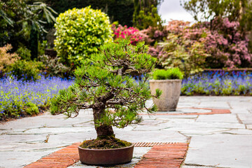 Miniature pine bonsai tree in garden stands in english garden, blooming plants in background in blur