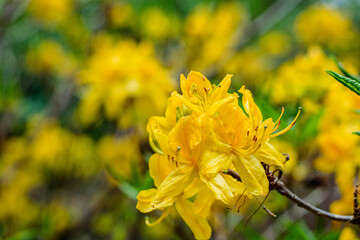 Blooming yellow Pontic Azalea in the park