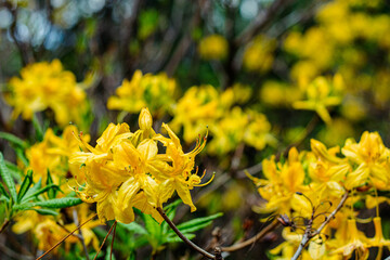 Yellow Japanese Rhododendron blooming in the park against the background of other flowers