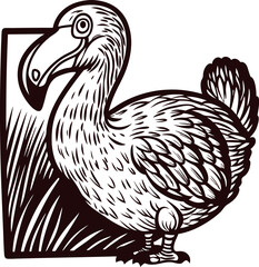 Fototapeta premium Hand drawn dodo bird with detailed feathers and beak isolated on white background vintage engraving