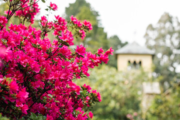 Bright pink rhododendron bushes in horizontal shot. In the background is a blurred tower