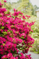 Obraz premium Bright pink rhododendron bushes in a vertical frame on the left edge. The background is blurred