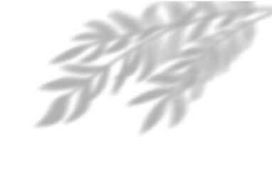 Shadows from branches with leaves, corner arrangement