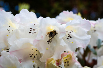 A bee sits on a cluster of white rhododendrons