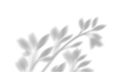 Close up of shadows of thin tree