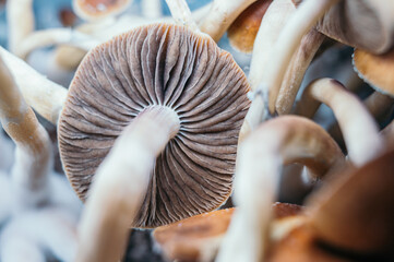 Close-Up of Psilocybe Cubensis Gills Among Cluster