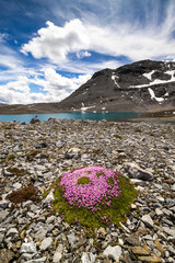 Alpine Stonecrop in Val Rims, Engadine Valley, Switzerland