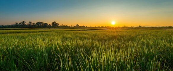 The serene rice field at sunset with vibrant green growth and golden sun.