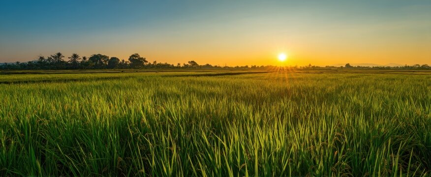 The serene rice field at sunset with vibrant green growth and golden sun. - Powered by Adobe