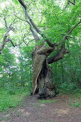 Ancient Sweet Chestnut tree with split trunk, Sussex England
