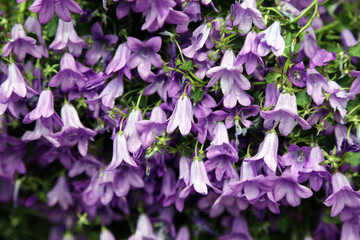 Macro image of Wall Bellflower blooms, Sussex England
