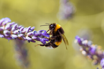 Butterflies sitting on lavender flowers, macro photo