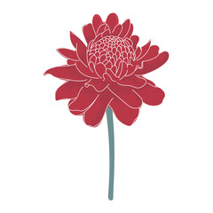 Torch ginger, red flower.