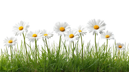 Blooming  white Daisies on Transparent Background

