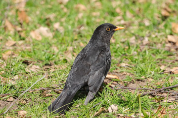 The common blackbird (Turdus merula) jumping on the grass. It is a species of true thrush. It is also called the Eurasian blackbird or simply the blackbird. 