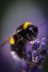 Butterflies sitting on lavender flowers, macro photo