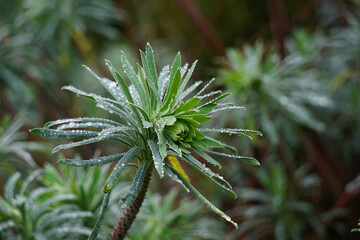 Plante sous la pluie .