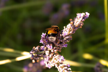 Butterflies sitting on lavender flowers, macro photo