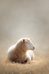 Obraz premium Sheep Resting Alone in a Misty Meadow