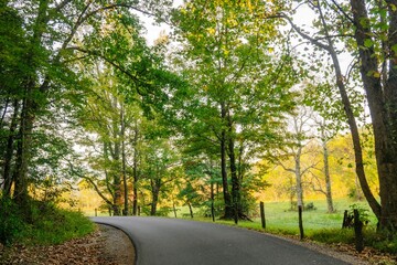 Obraz premium Serene country road through lush forest.
