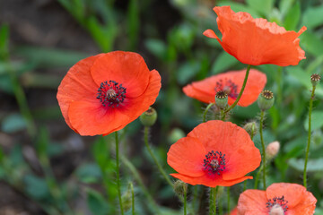 Obraz premium Red poppies in full bloom. Several poppies bloom in vibrant red, their delicate petals dancing in the light breeze. The scene radiates vibrancy.